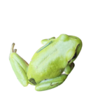 Ranita Asturiana